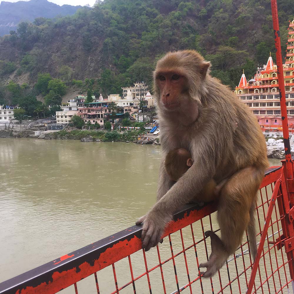 Monkey with a baby clinging to its front, sitting on a red metal railing, with a river and buildings in the background.