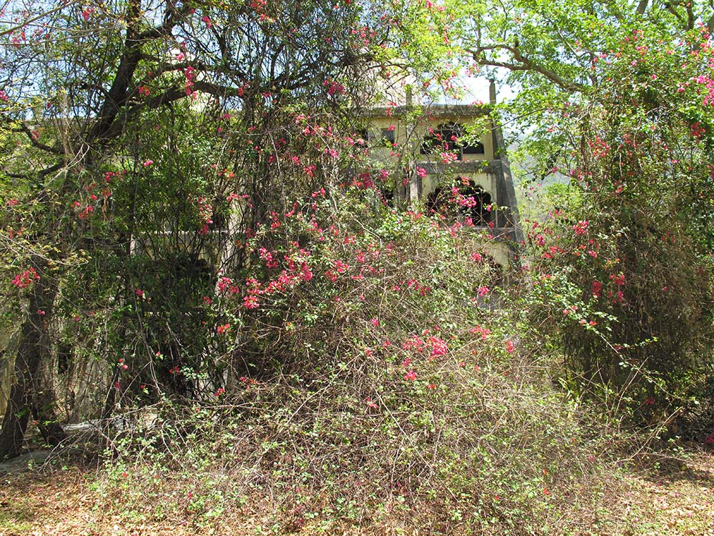 Overgrown vegetation with pink flowers in front of an abandoned building.