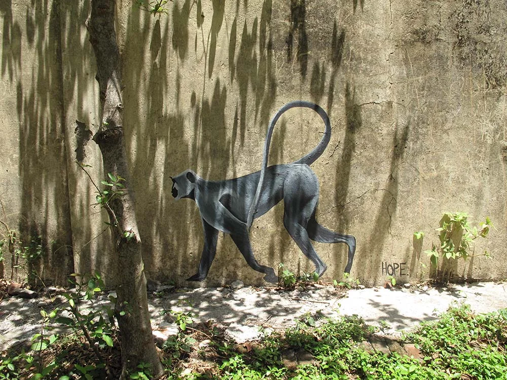 Street art of a black monkey with a long curving tail painted on a textured wall with shadows from nearby trees and plants.
