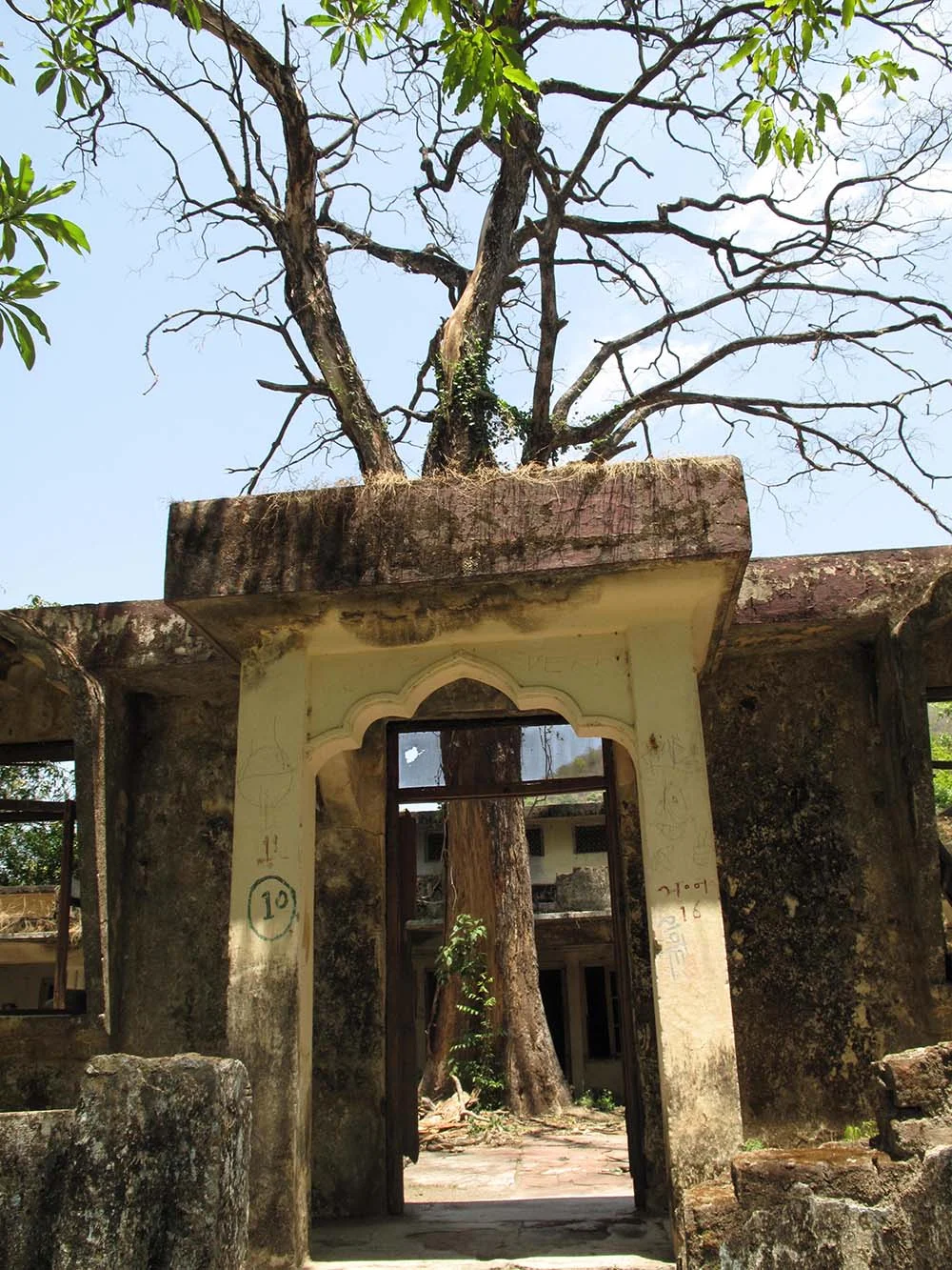 Ruined stone building with tree growing through roof, surrounded by vegetation.