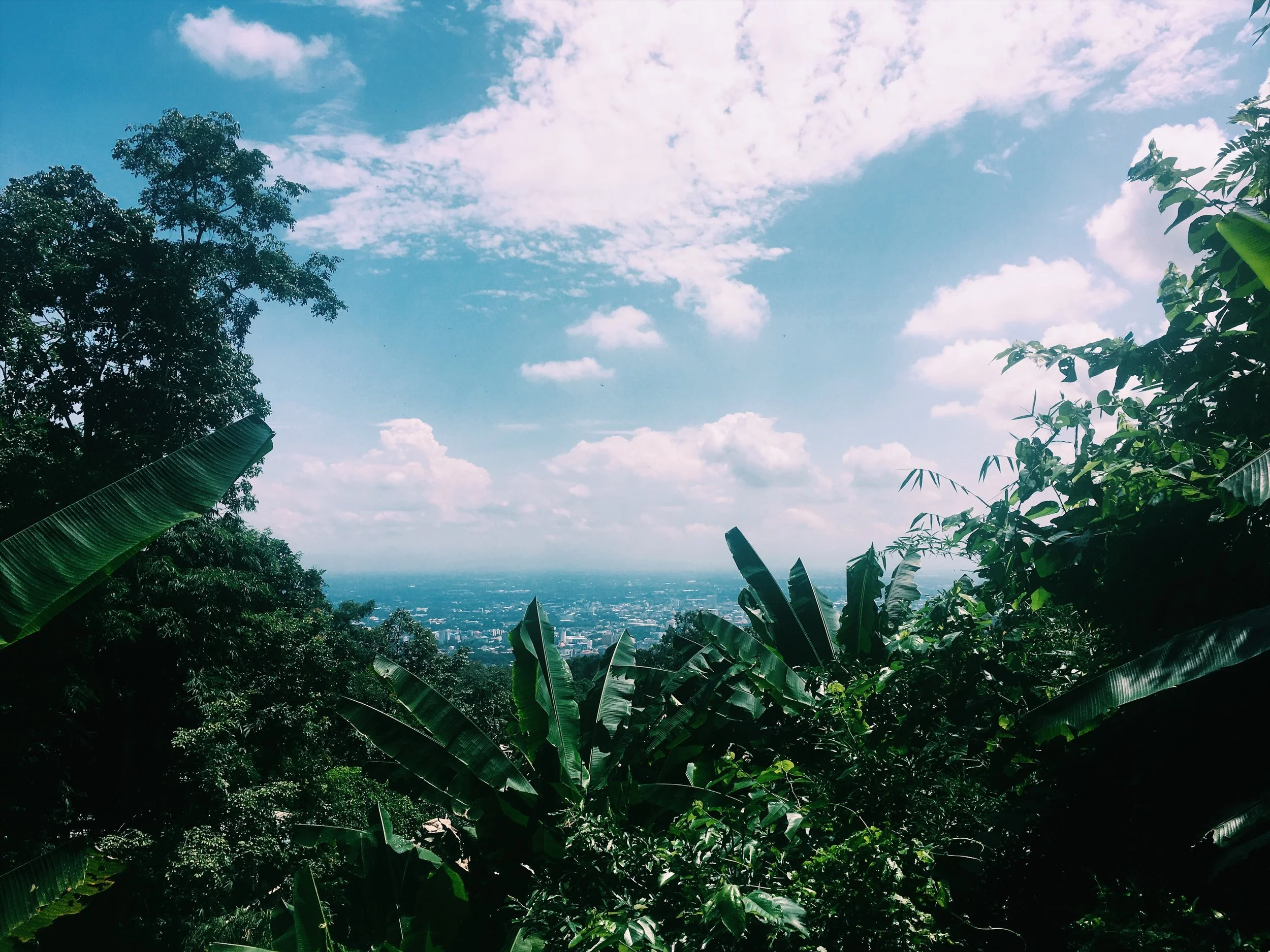 Lush green tropical foliage with banana leaves and trees framing a distant cityscape under a blue sky with scattered clouds.