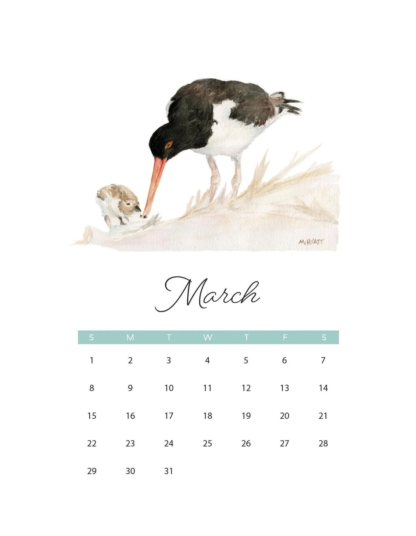 Hey March! Nice to see you. February was way too long and snowy for me. One step closer to Spring. Enjoy these oyster catchers all month long. I love their orange beaks! #watercolorbird #shorebirds
