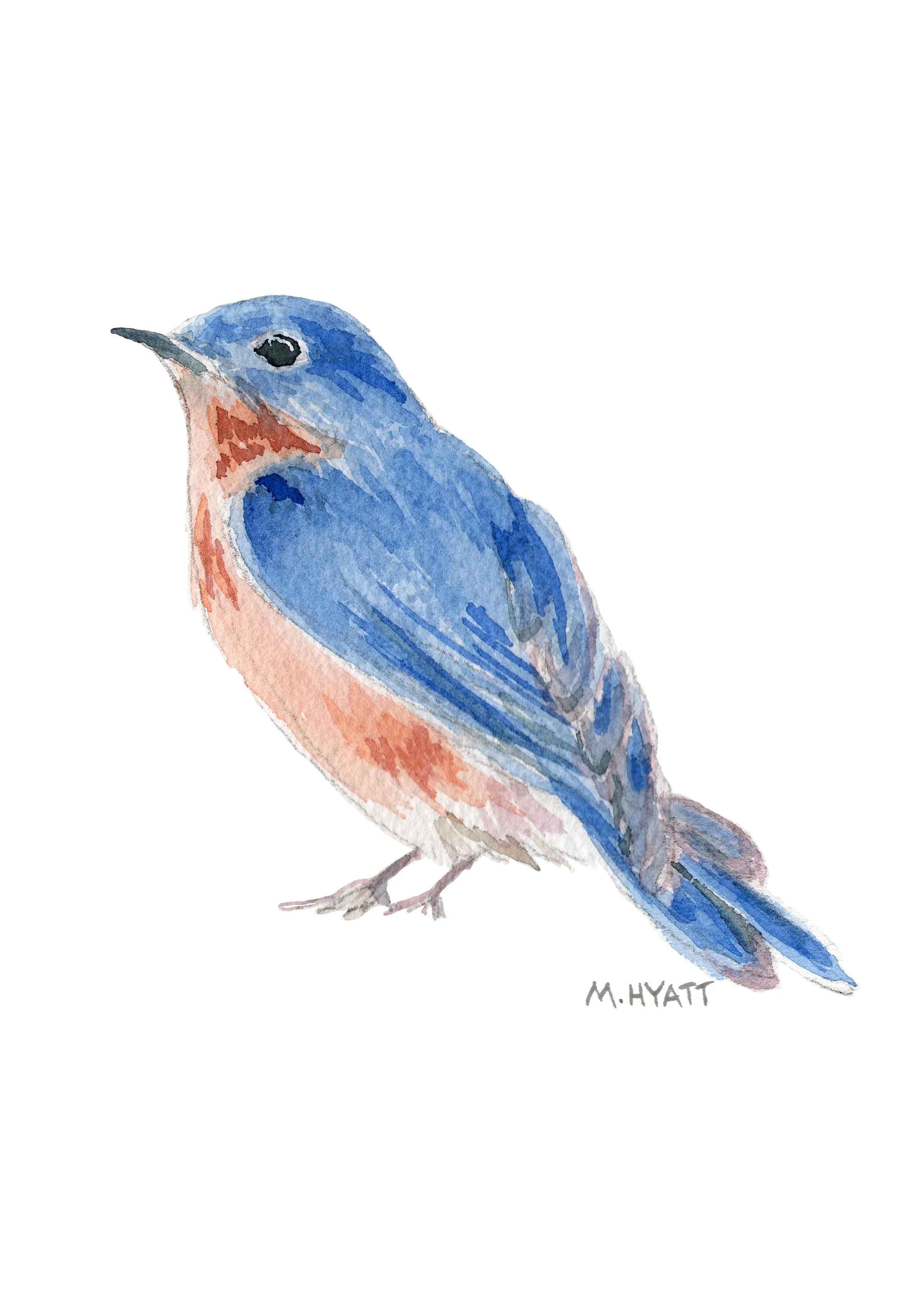 MH419 A blue bird.jpg