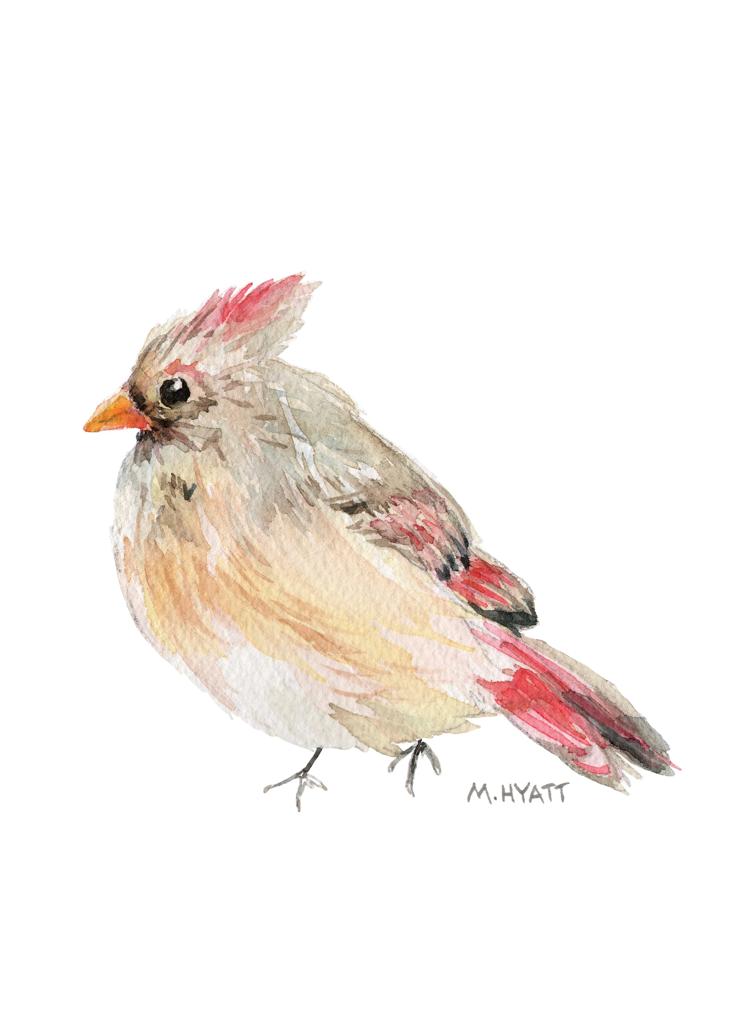 MH418 Mrs Cardinal.jpg