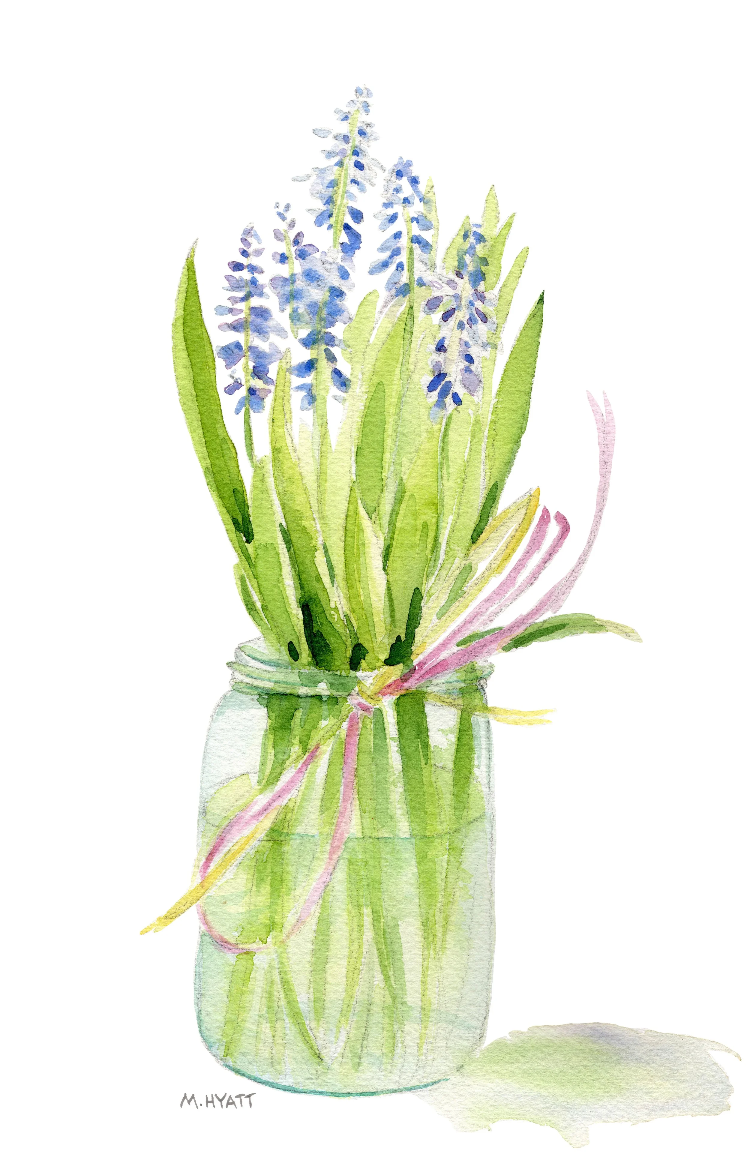MH741 blue hyacinth.jpg