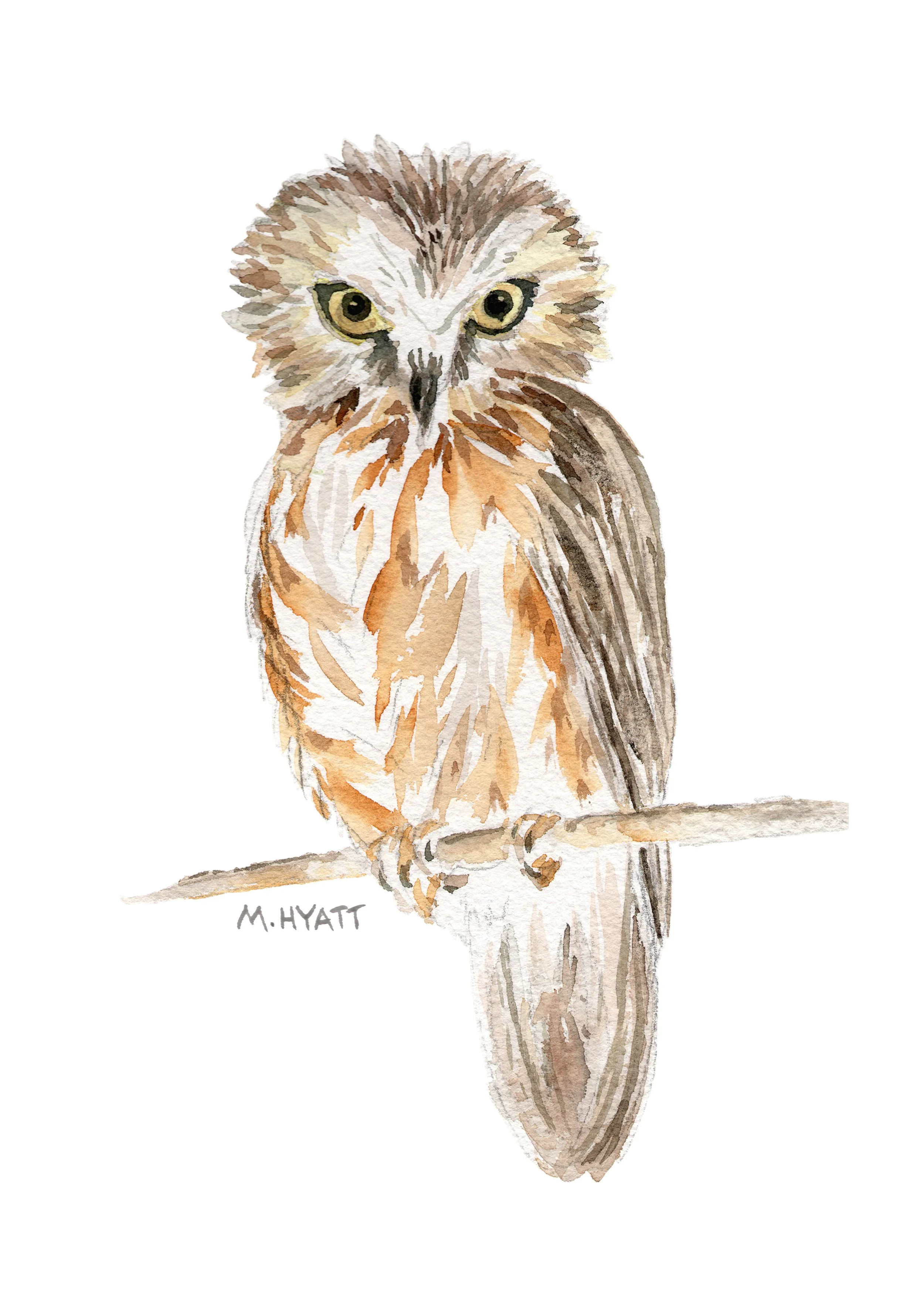 MH414 Whet Owl.jpg