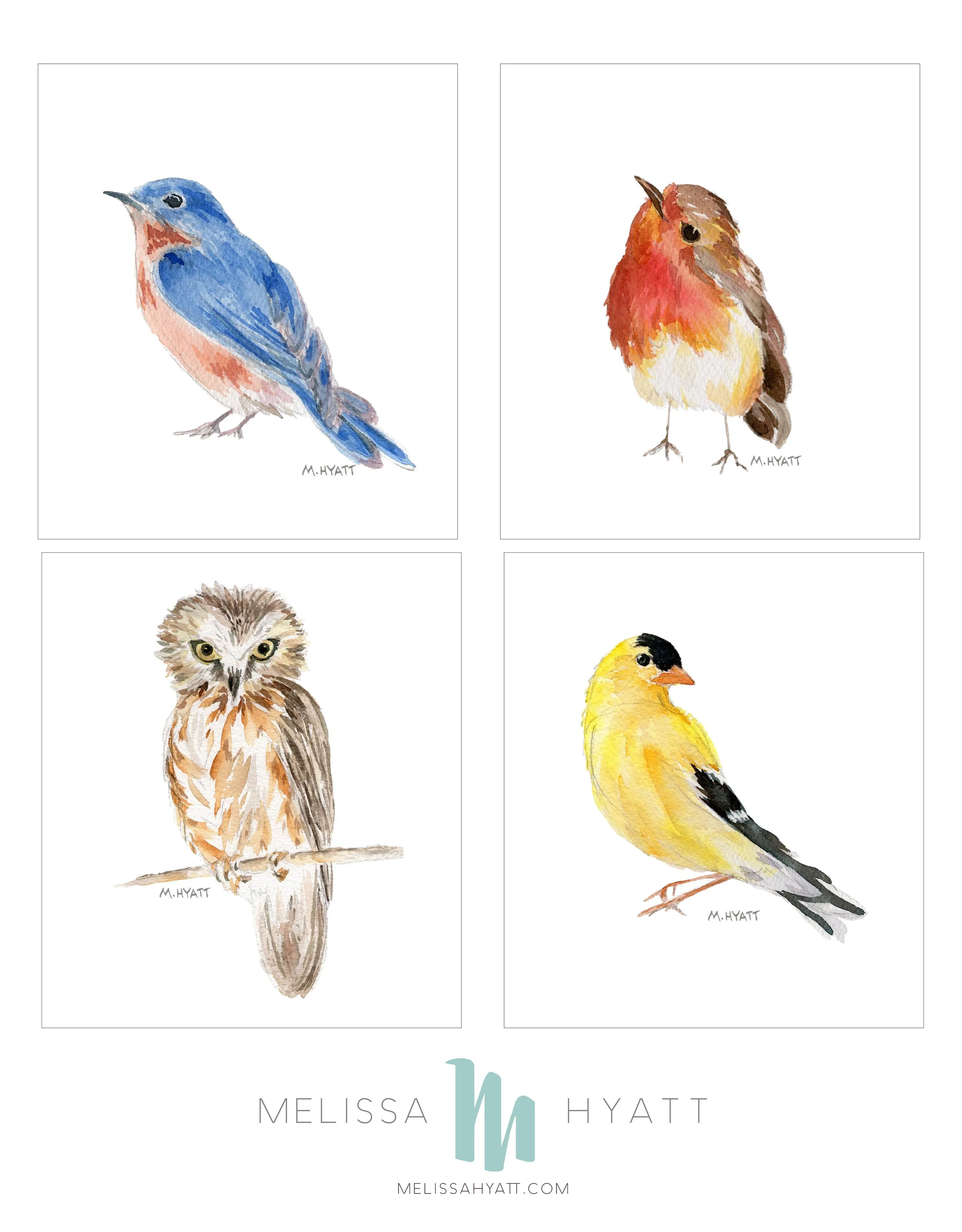 birds, robin, owl, goldfinch, bluebird