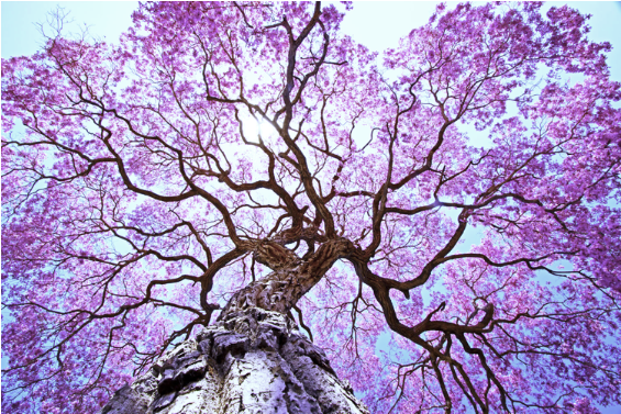 Voice and Spirit - Sylvia Rands