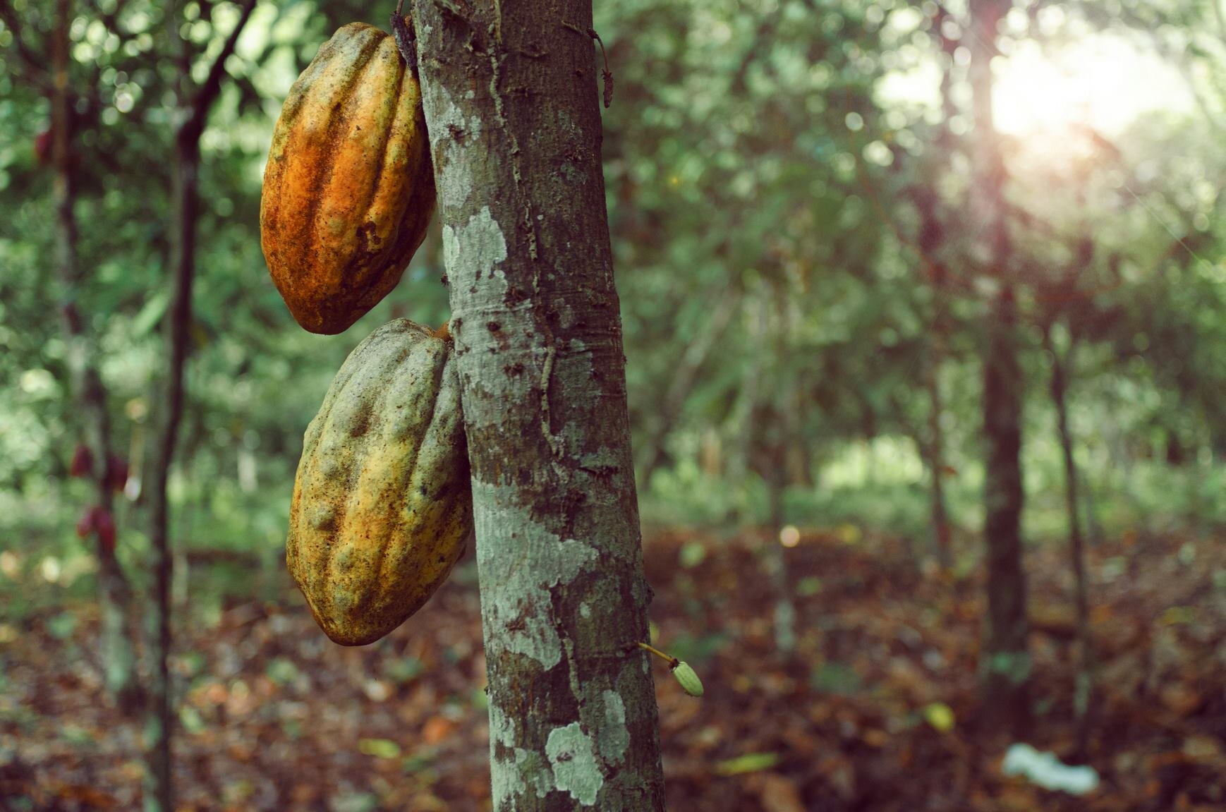 cacao beans - on the tree.jpeg