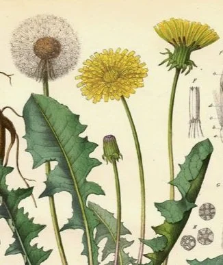 Crispy foraged dandelion snack.  