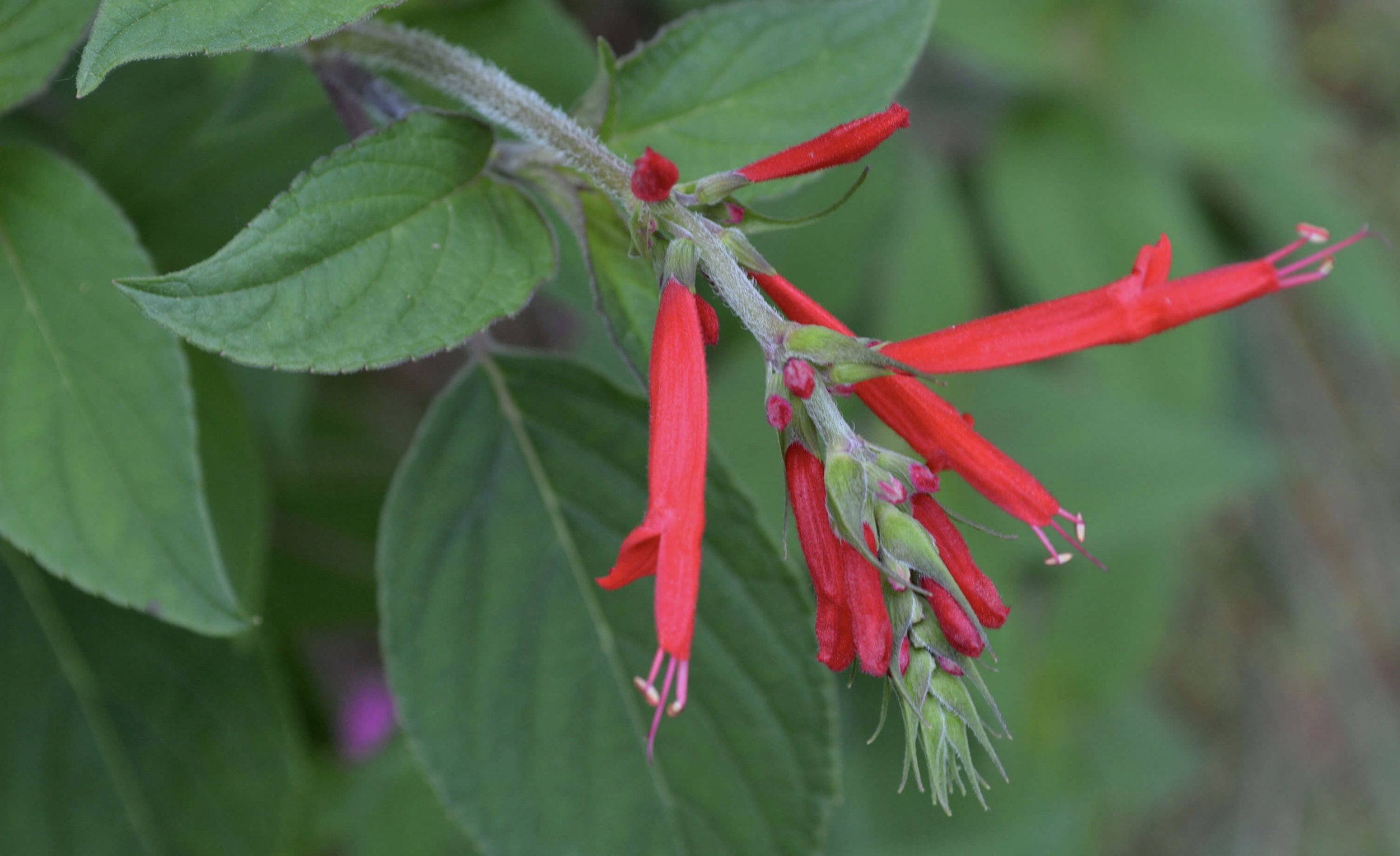 Pineapple Sage - Autumnal delights
