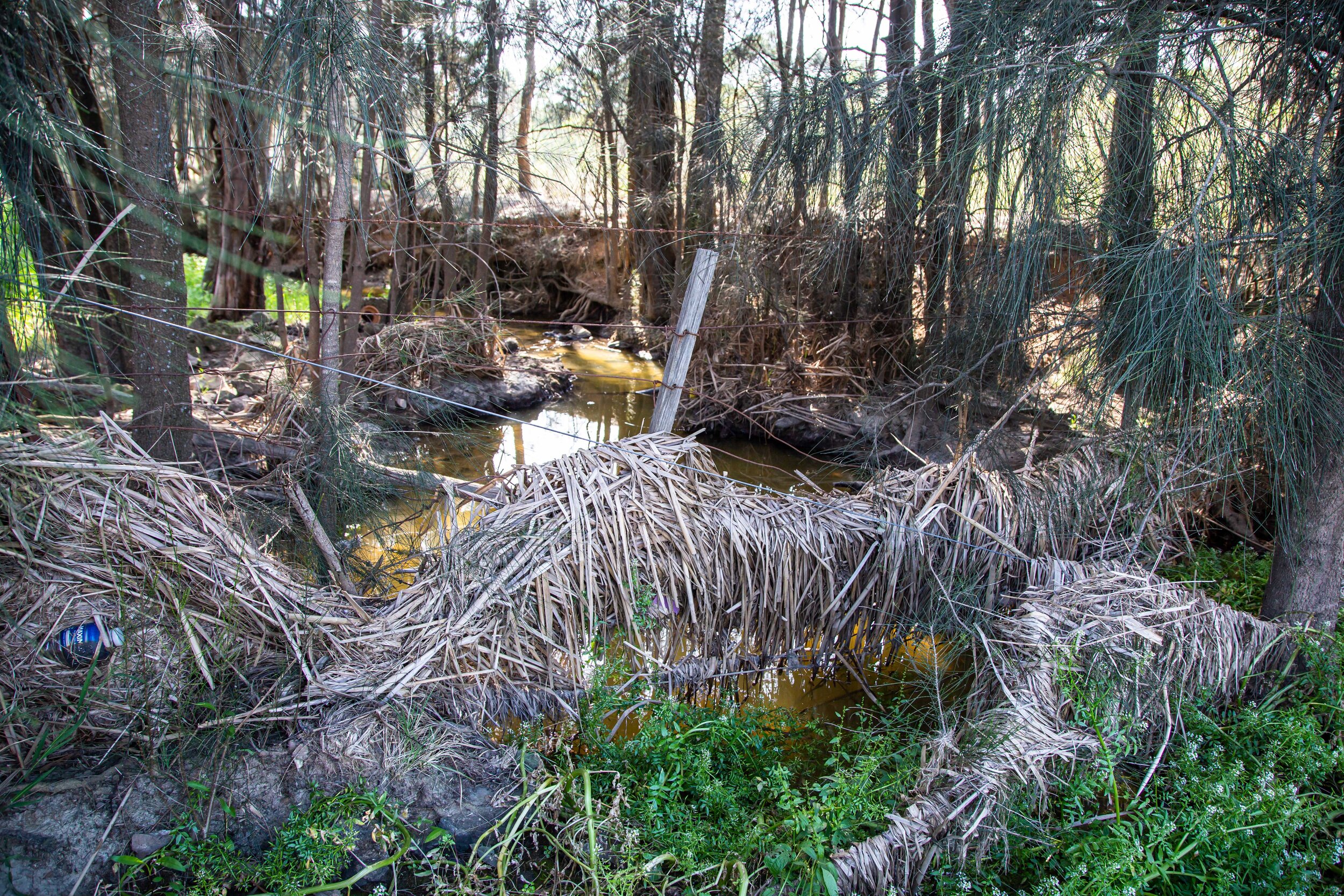 The creek, she-oak, and a mob of kangaroos, survive for now, the other side of Richmond Road.