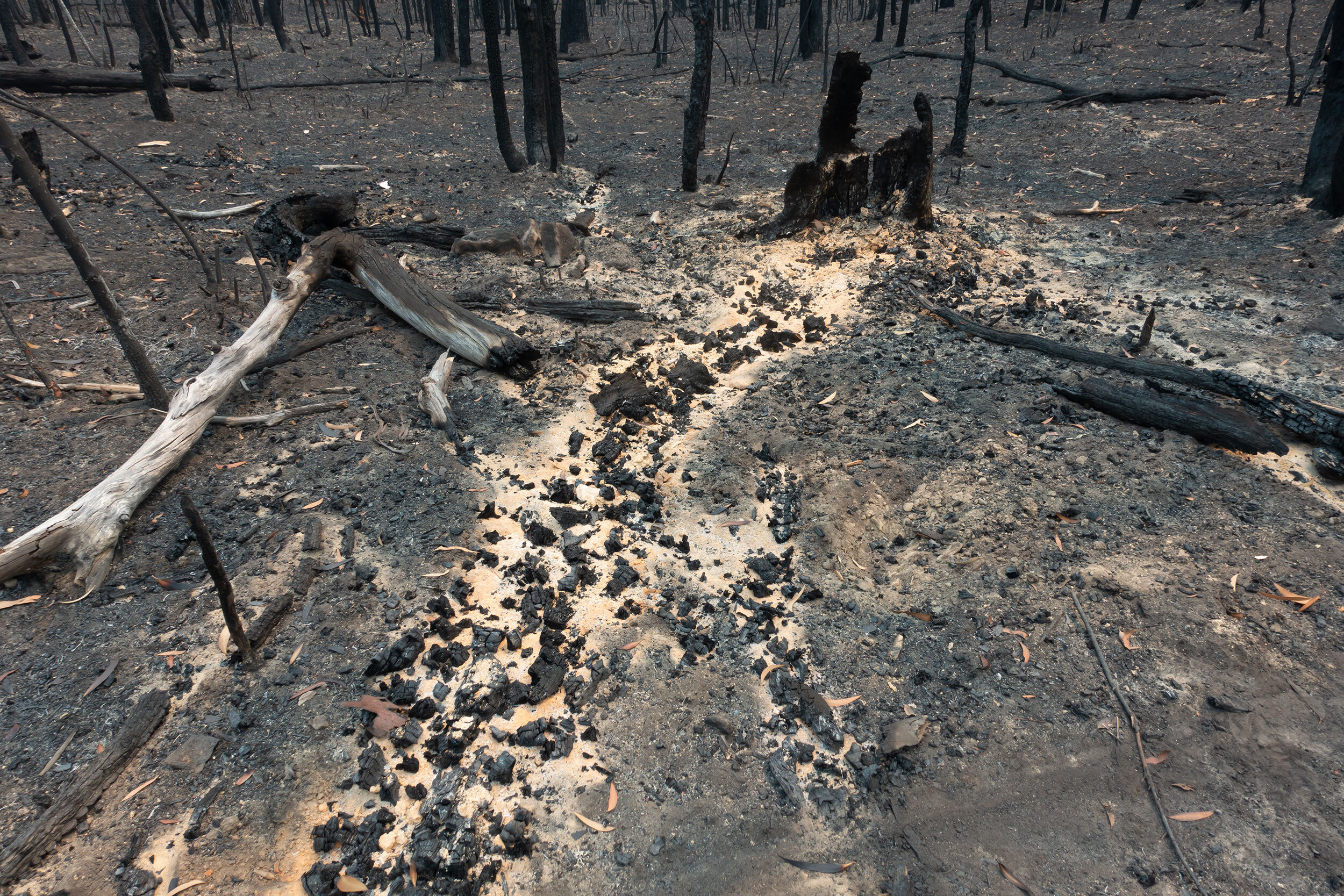 Mon 30 Dec 2020, countless trees in World Heritage Blue Mountains National Park were cremated.