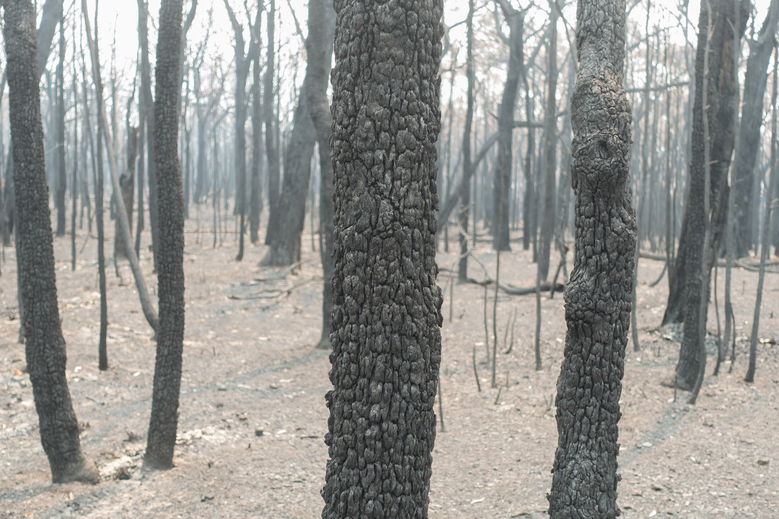 Mon 30 Dec 2020, ground zero in Blue Mountains National Park.