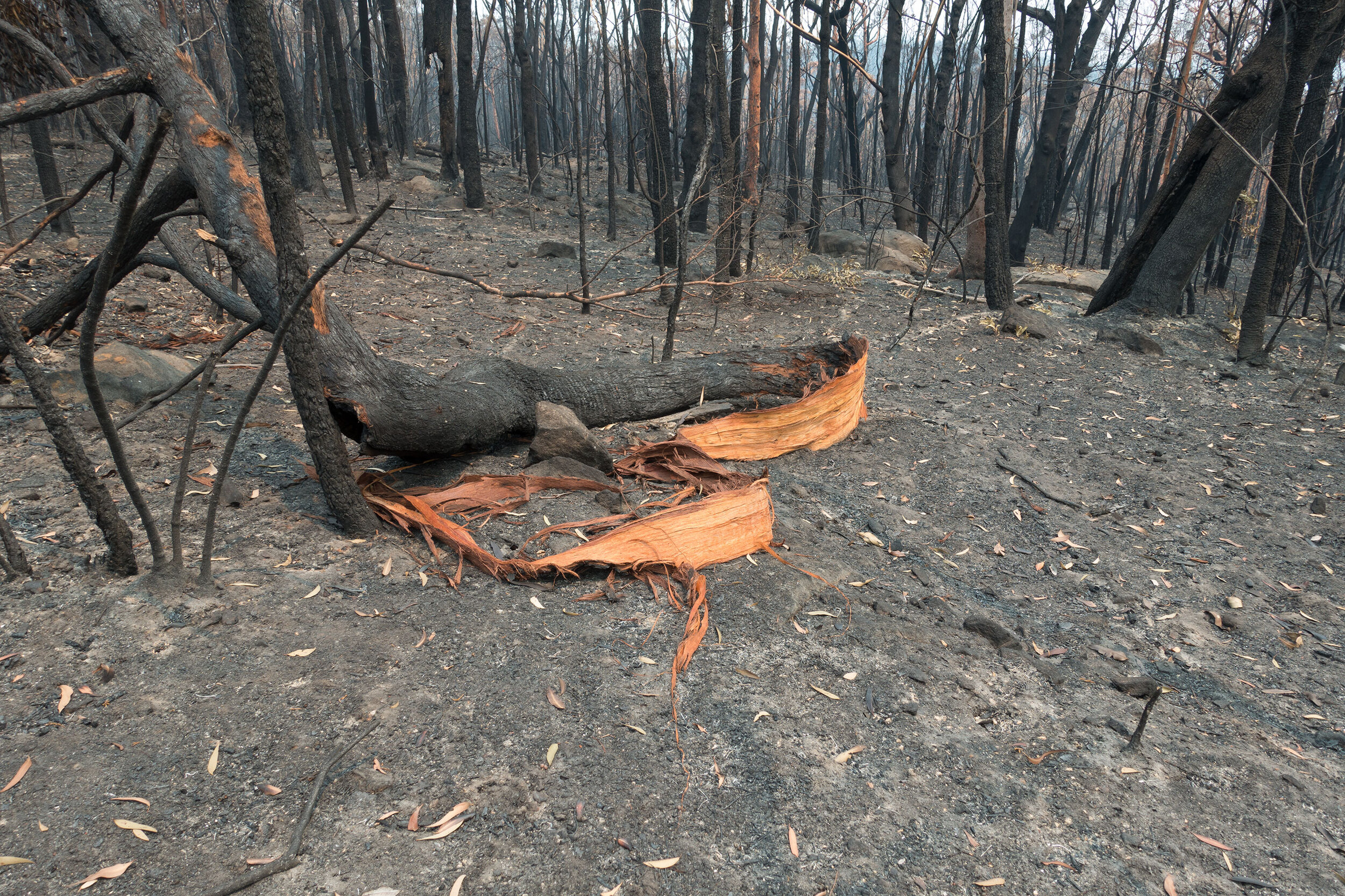 Mon 30 Dec 2020, entire forests scorched, ripped and ravaged.