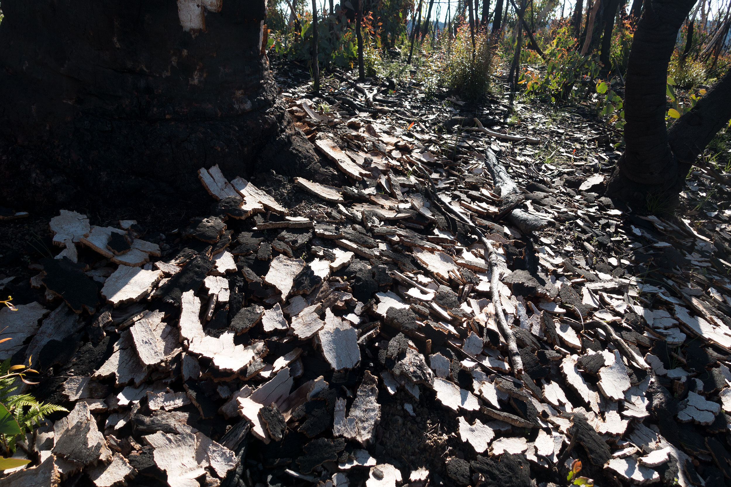 Fri 9 June 2020, vicinity Emu Cave, Blue Mountains National Park, discarded heat shields.