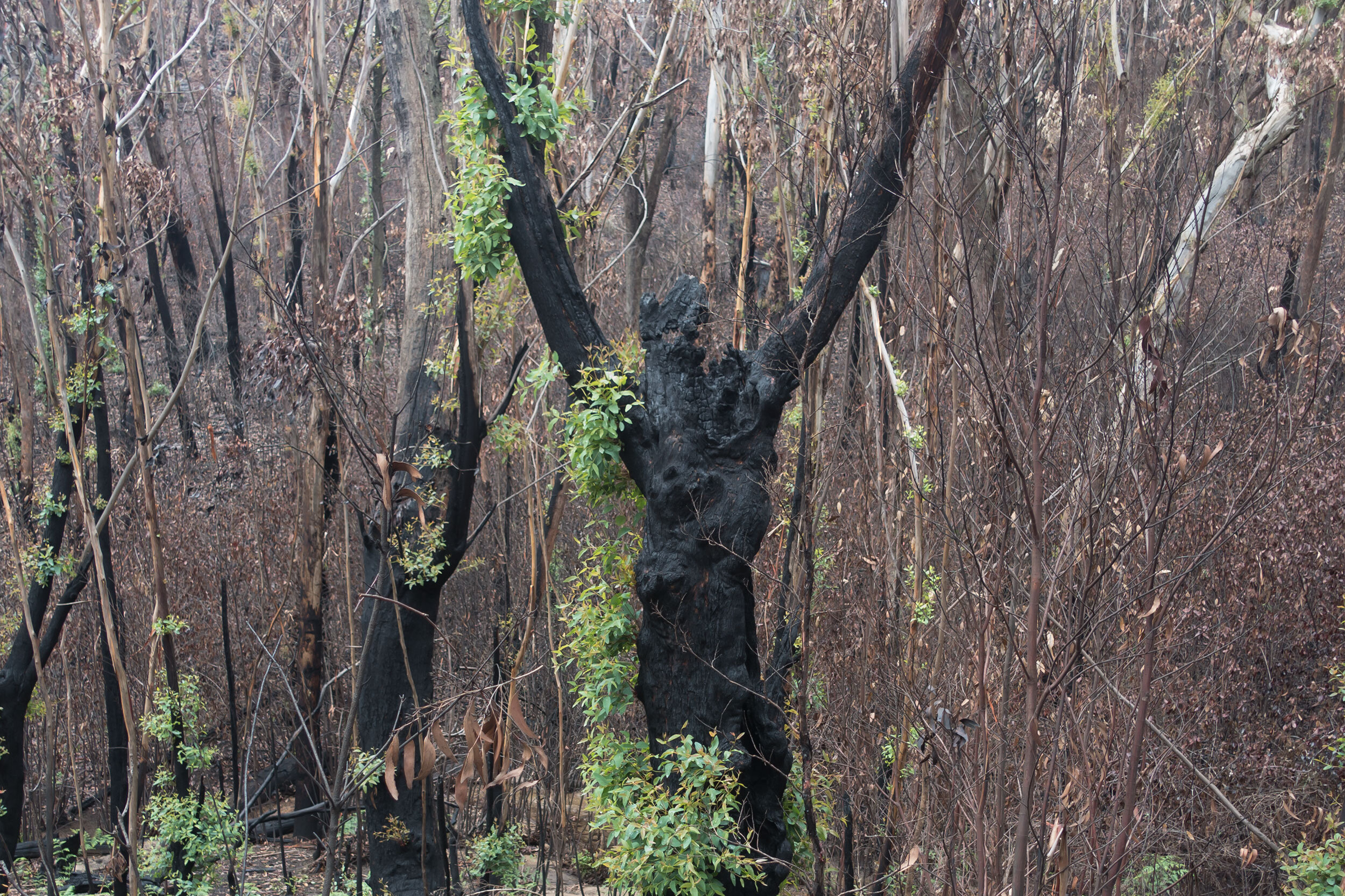 Sun 16 Feb 2020, Pierces Pass, Blue Mountains National Park, trauma redressed with regrowth.