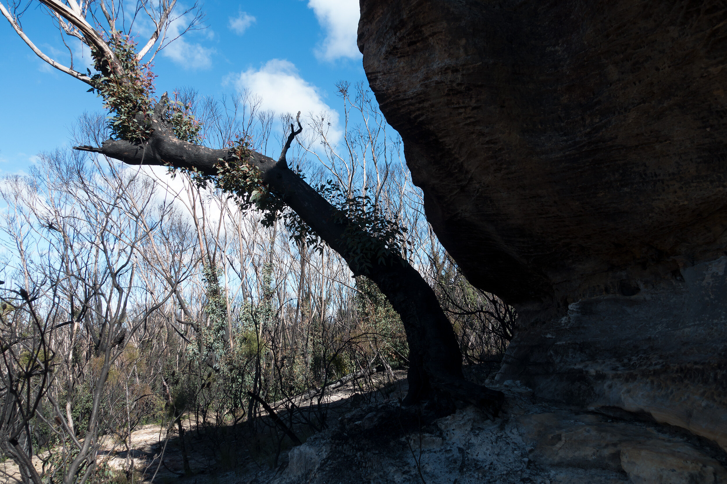Fri 19 June 2020, vicinity Emu Cave, Blue Mountains National Park, contemplating nature.