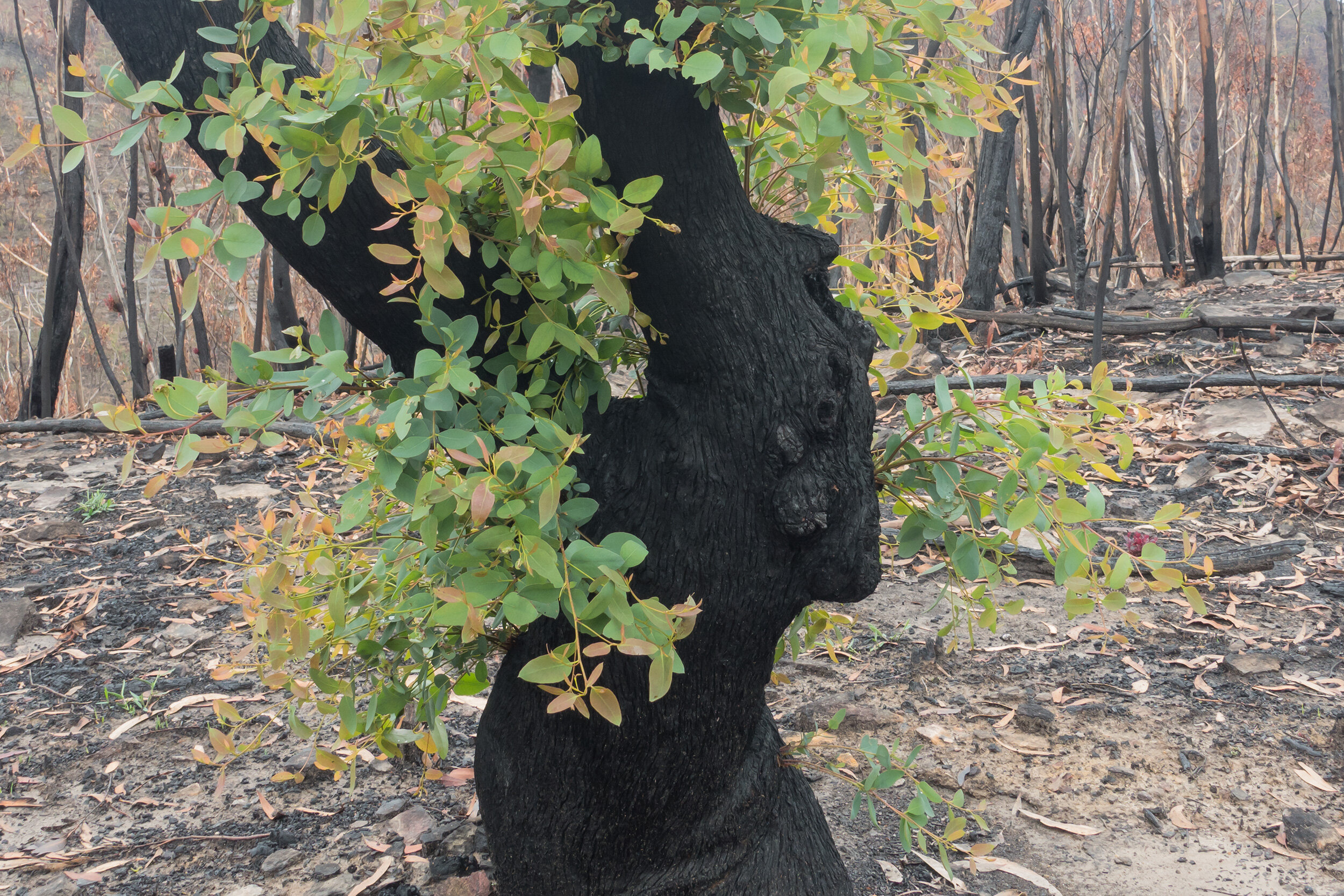 Sun 16 Feb 2020, Pierces Pass, Blue Mountains National Park, agony and ecstasy of nature after fire.