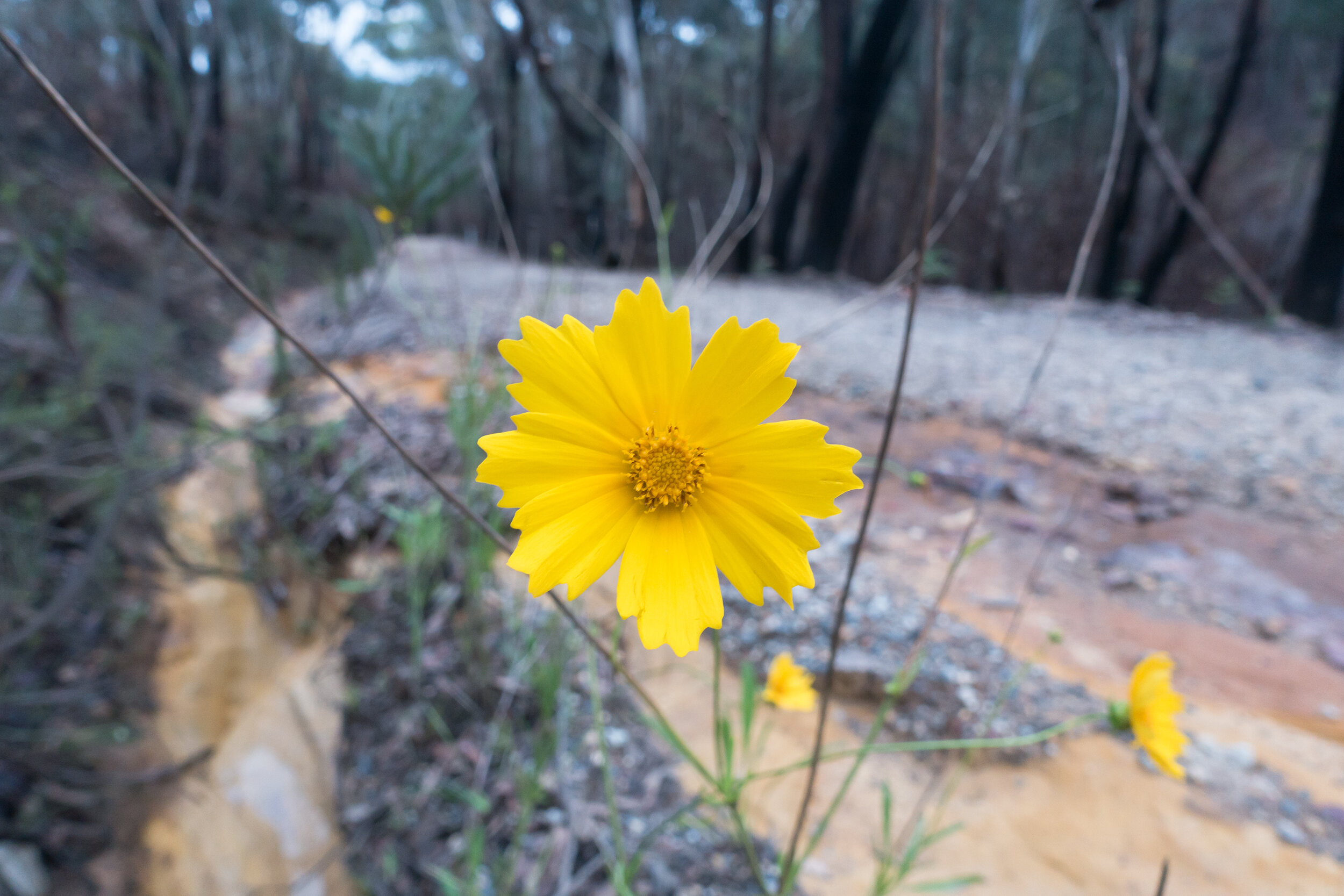 Sun 16 Feb 2020, Pierces Pass, Blue Mountains National Park, fire and rain, then flowers and frogs.