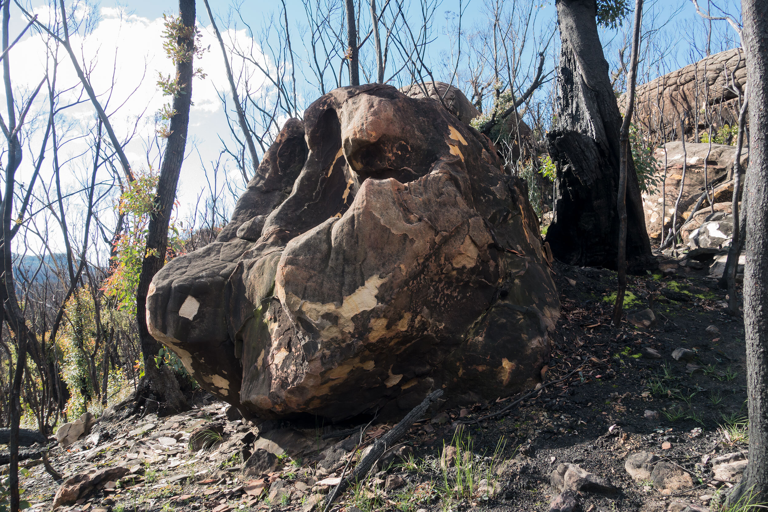 Fri 19 June 2020, vicinity Emu Cave, Blue Mountains National Park, recoiling from the apocalypse.