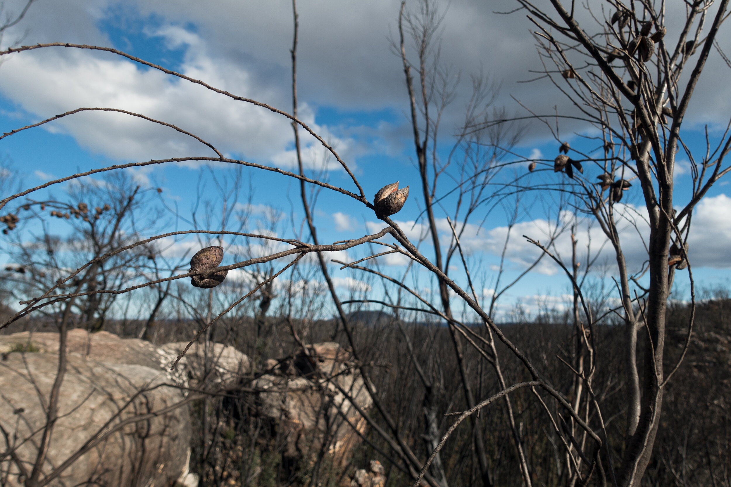 Fri 19 June 2020, vicinity Emu Cave, Blue Mountains National Park, reseeding response.