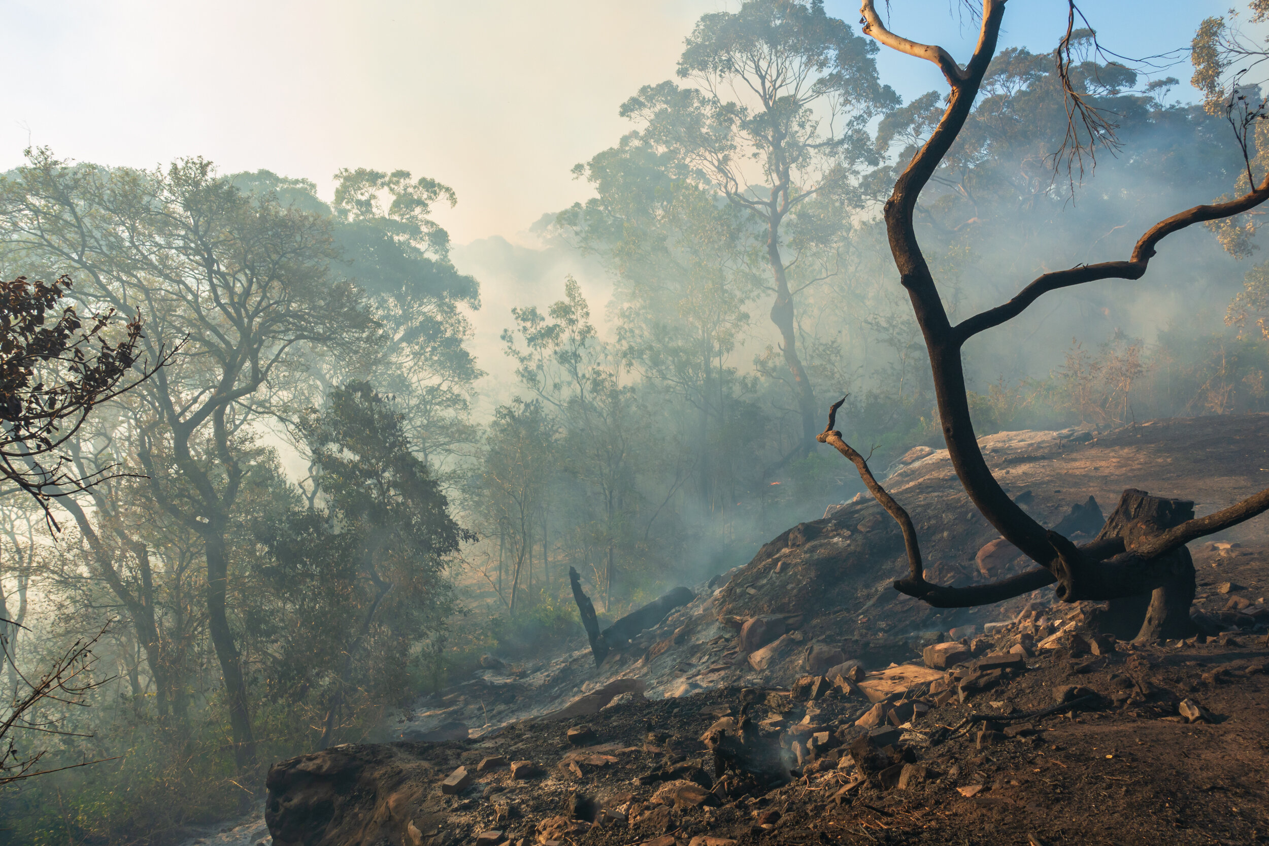 Out of control burn, Middle Head, Sydney Harbour National Park 2014.