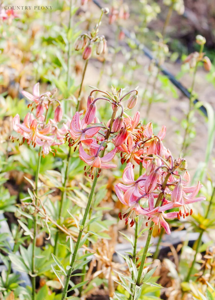 Flower 30.jpg