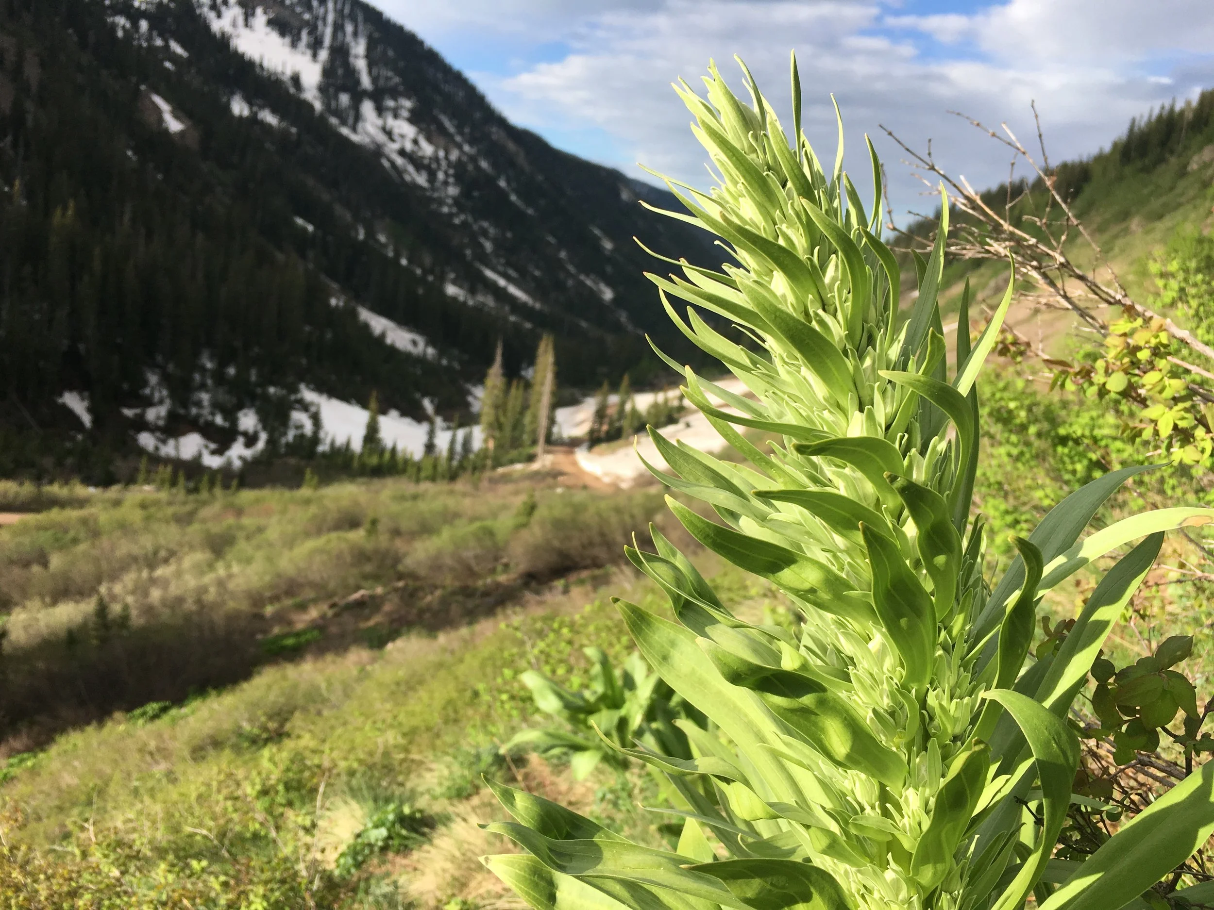 Relaxing into the Light - a 12 min guided meditation experience 