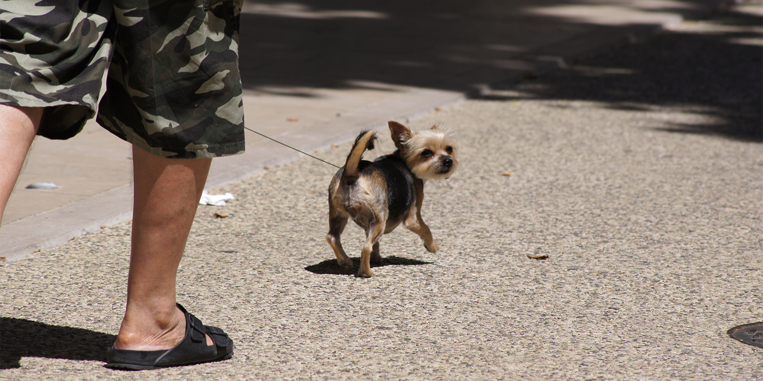Petits Chiens