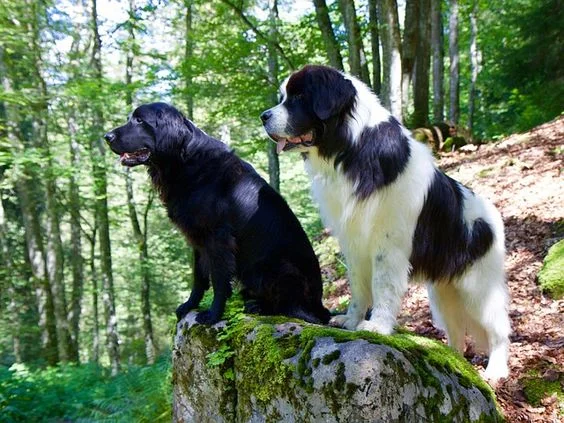 Woods Dogs