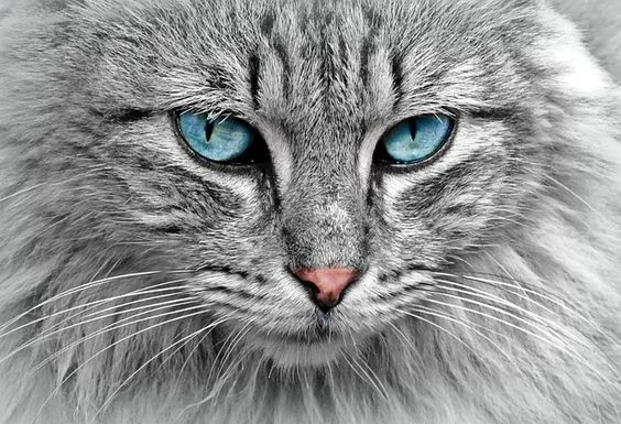 Blue Eyes Cat
