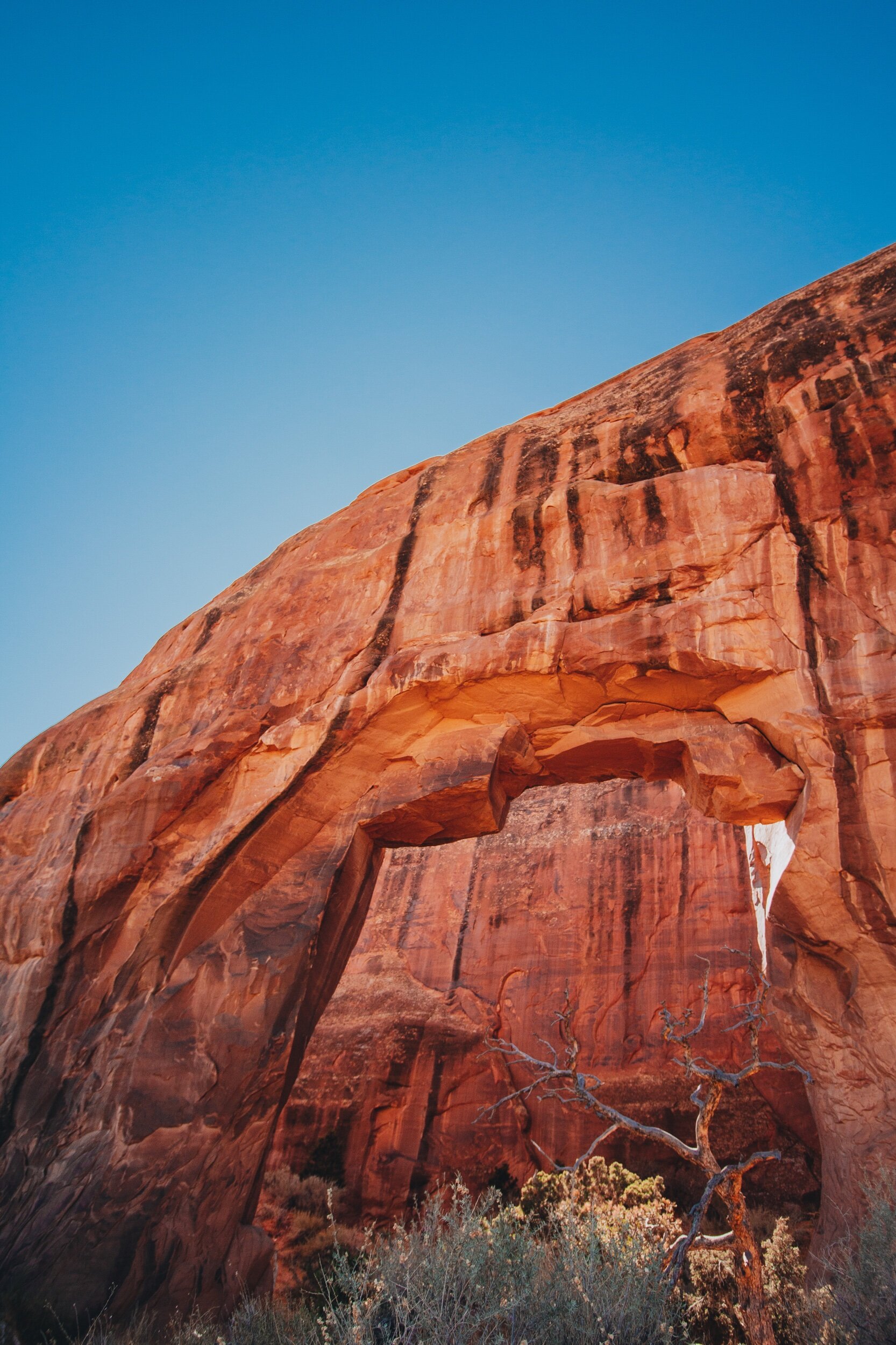 Pine Tree Arch