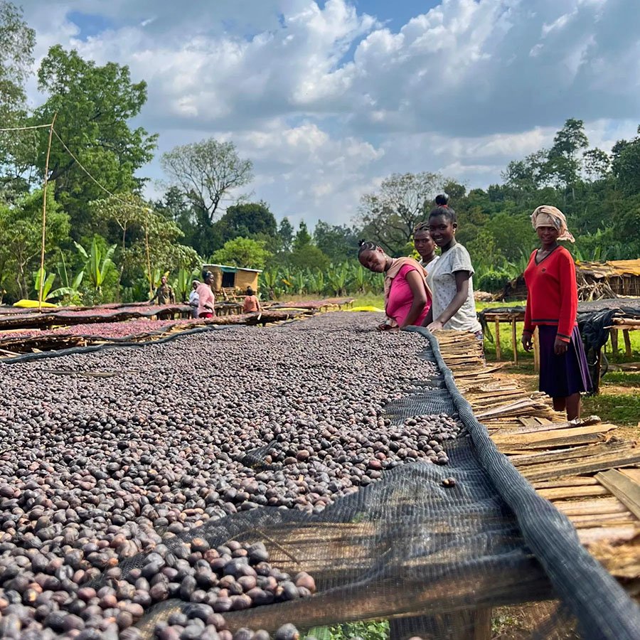 PICTURE OF COFFEE FARMERS SORTING COFFEE (Copy)