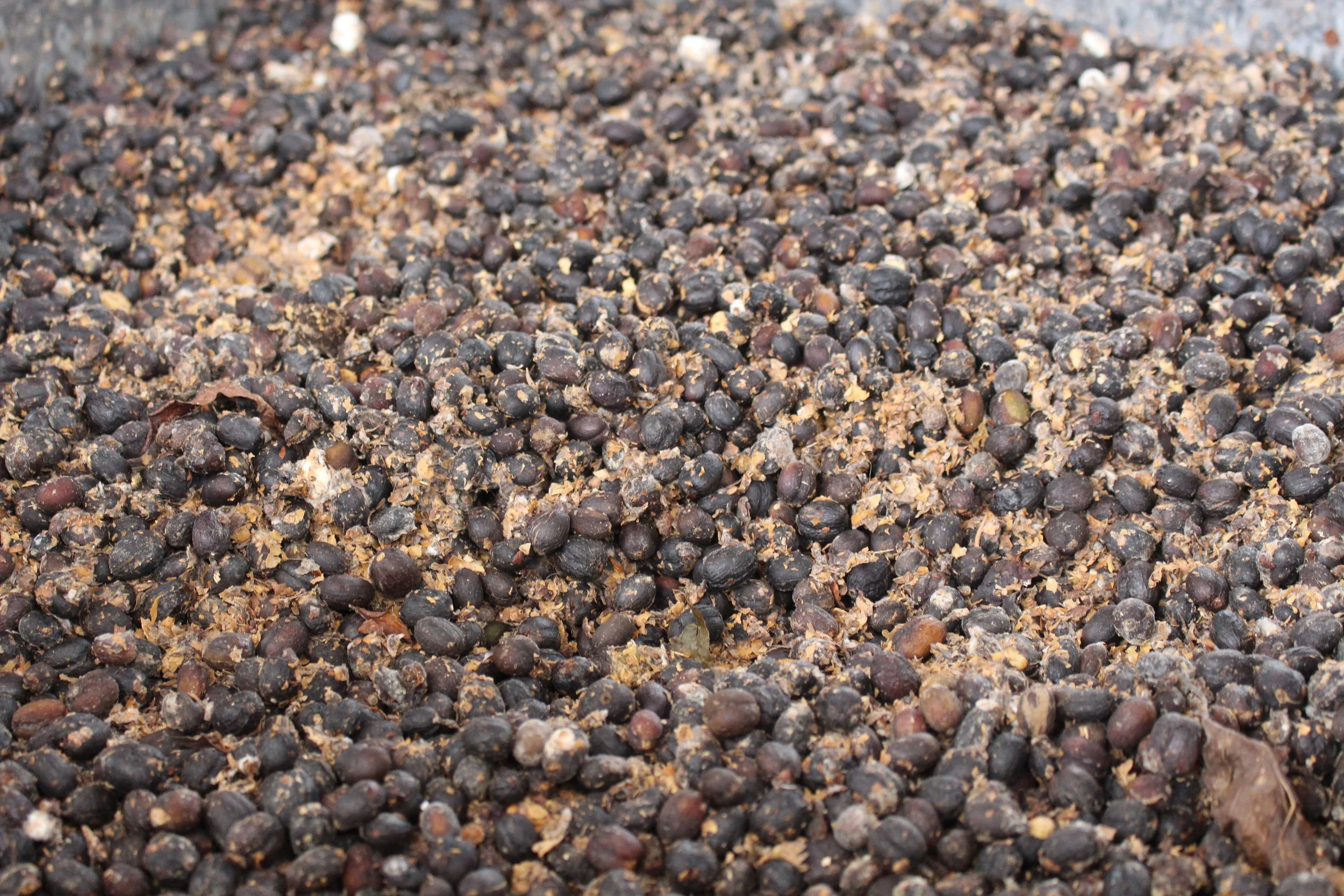 picture of coffee cherry processing natural