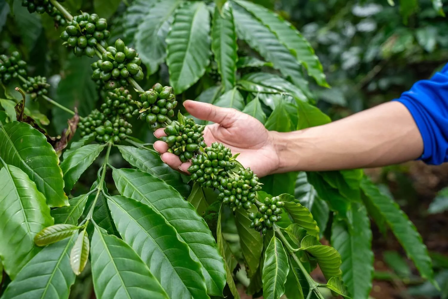 The Roaster’s Dilemma: Relationship vs. Quality in Green Coffee Sourcing