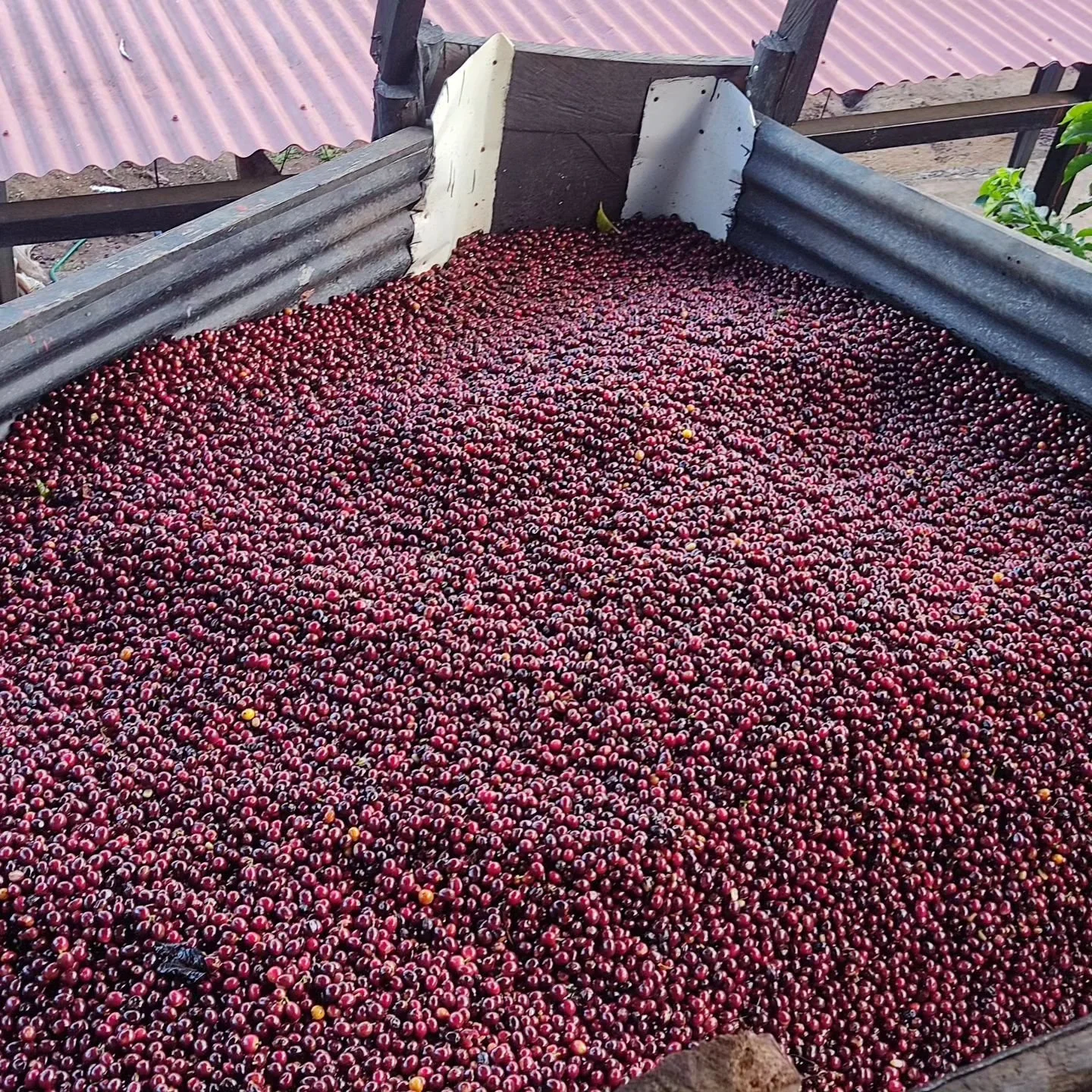 COFFEE CHERRIES IN STORAGE BIN