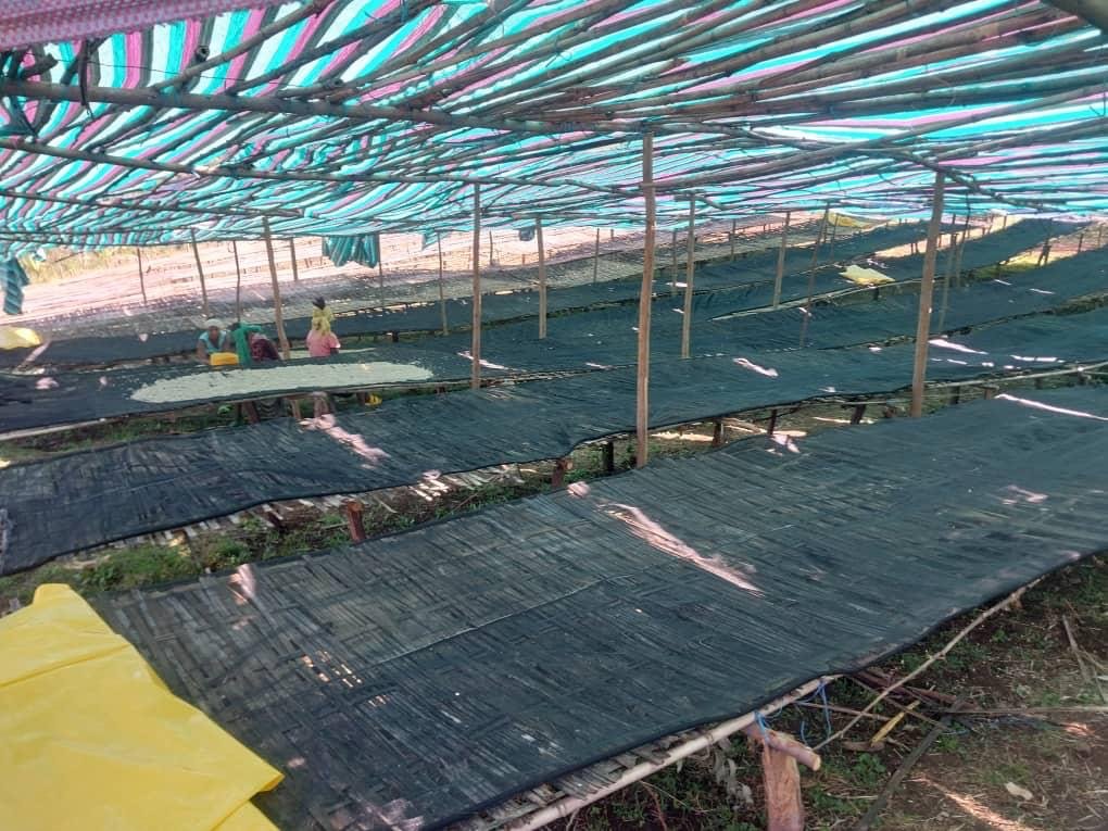 image of raised coffee beds in shade.JPG