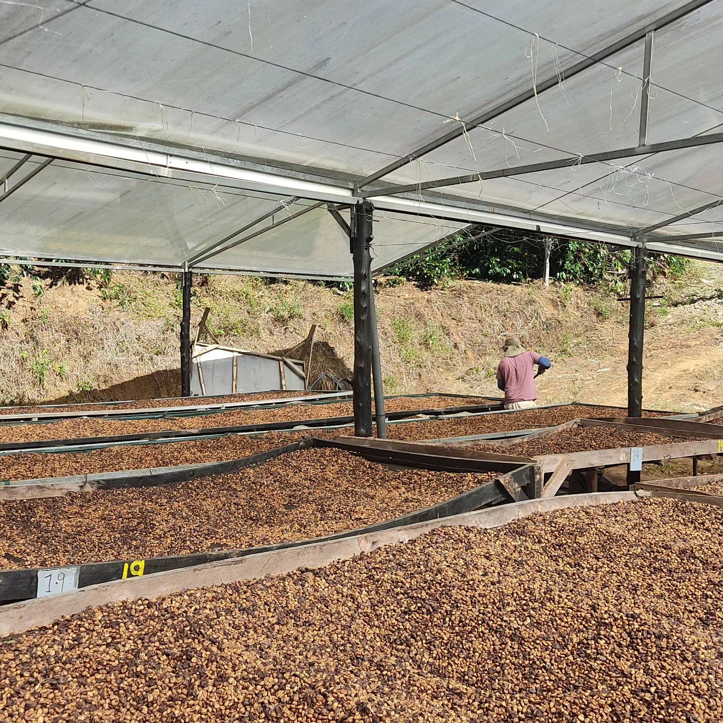 IMAGE OF COFFEE ON RAISED BEDS IN SHADE