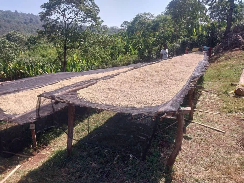 coffee on raised bed side angle.JPG