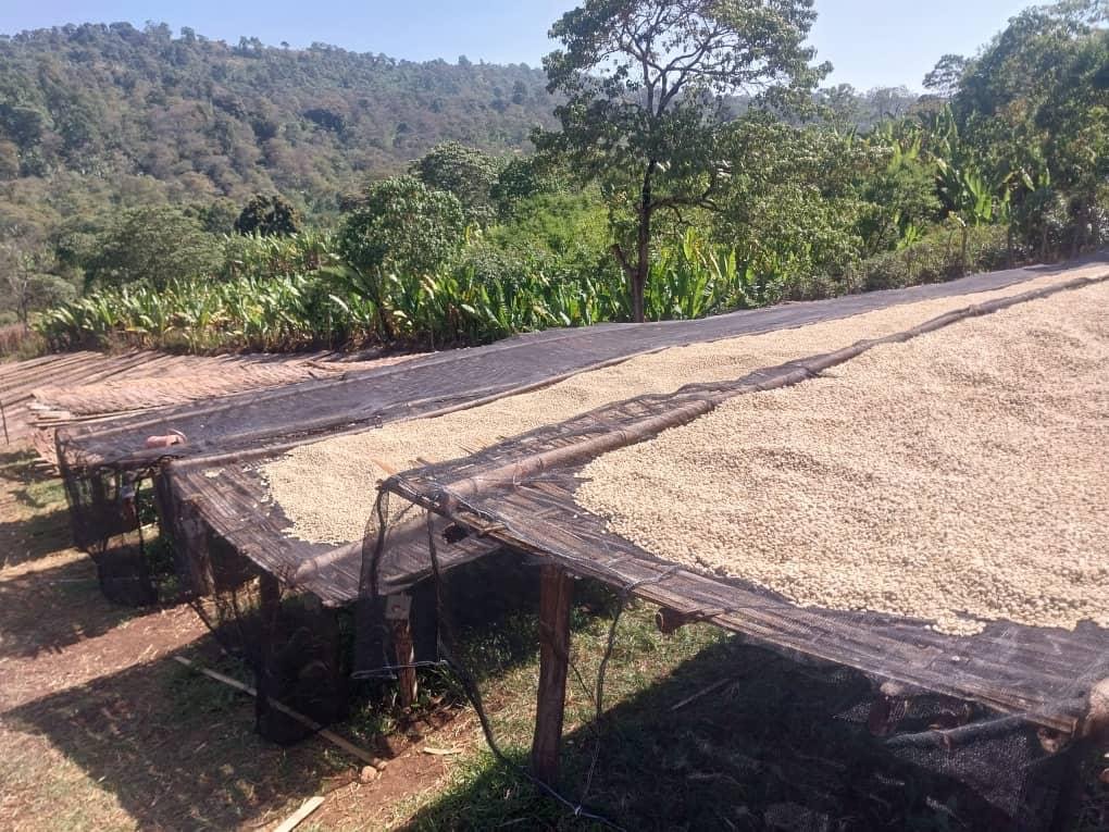 coffee on raised bed.JPG