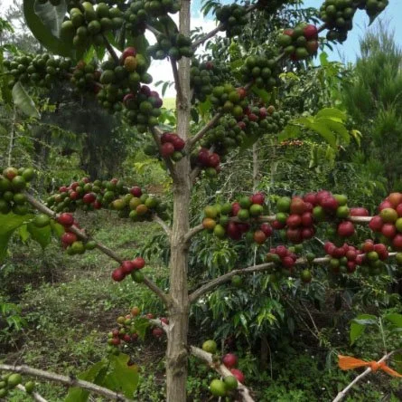 coffee cherry on tree.jpg