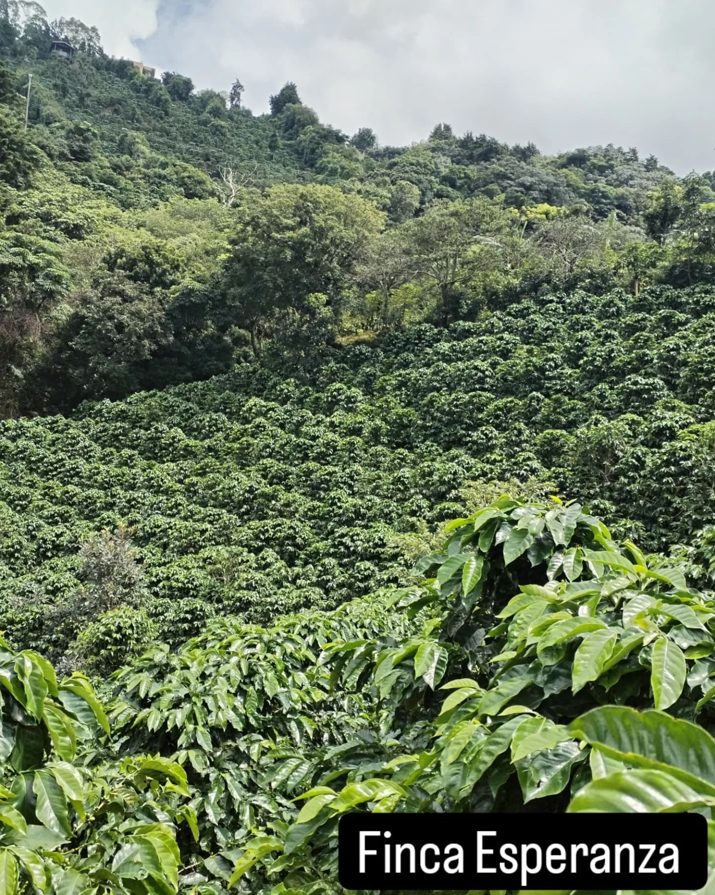 IMAGE OF HILLSIDE OF COFFEE FARM