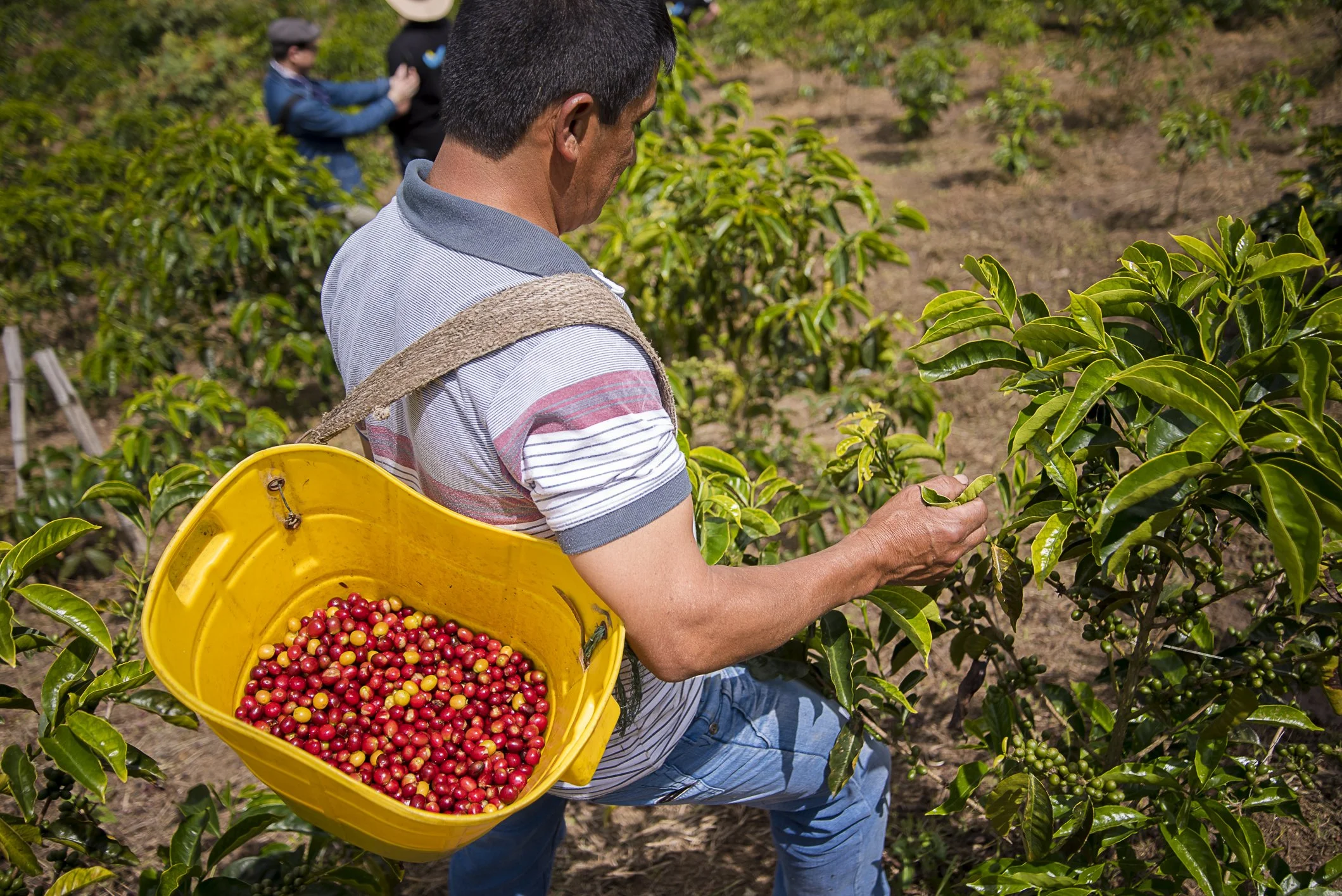 pictur eof coffee harvest at el paraiso