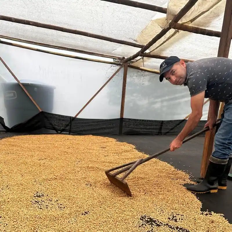 2025 PB EDIER-PERDOMO-DRYING-PROCESS.webp.jpeg