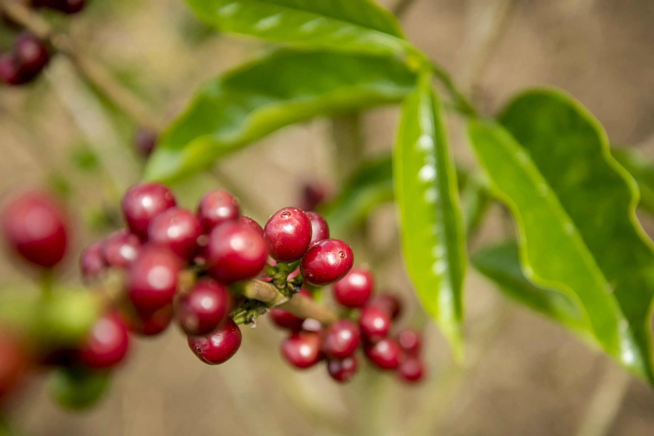 picture of coffee cherry el paraiso