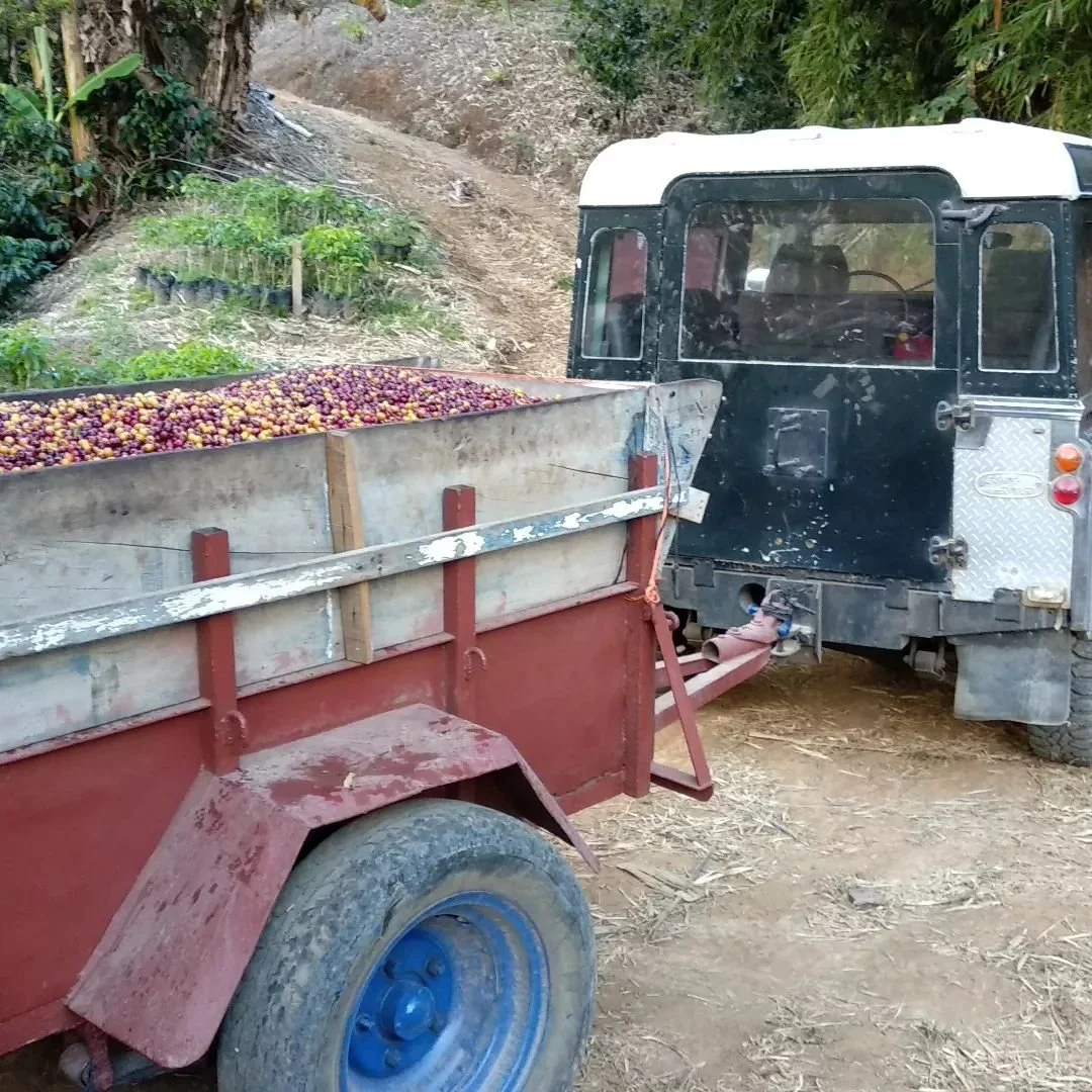 OLD TRUCK WITH COFFEE CHERRIES