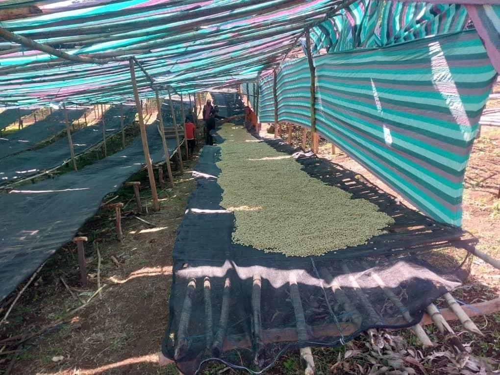 image of coffee raised bed in shade side view.JPG