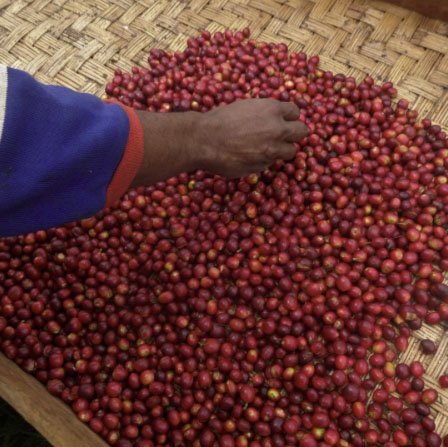 papua new guinea coffee cherries.jpg