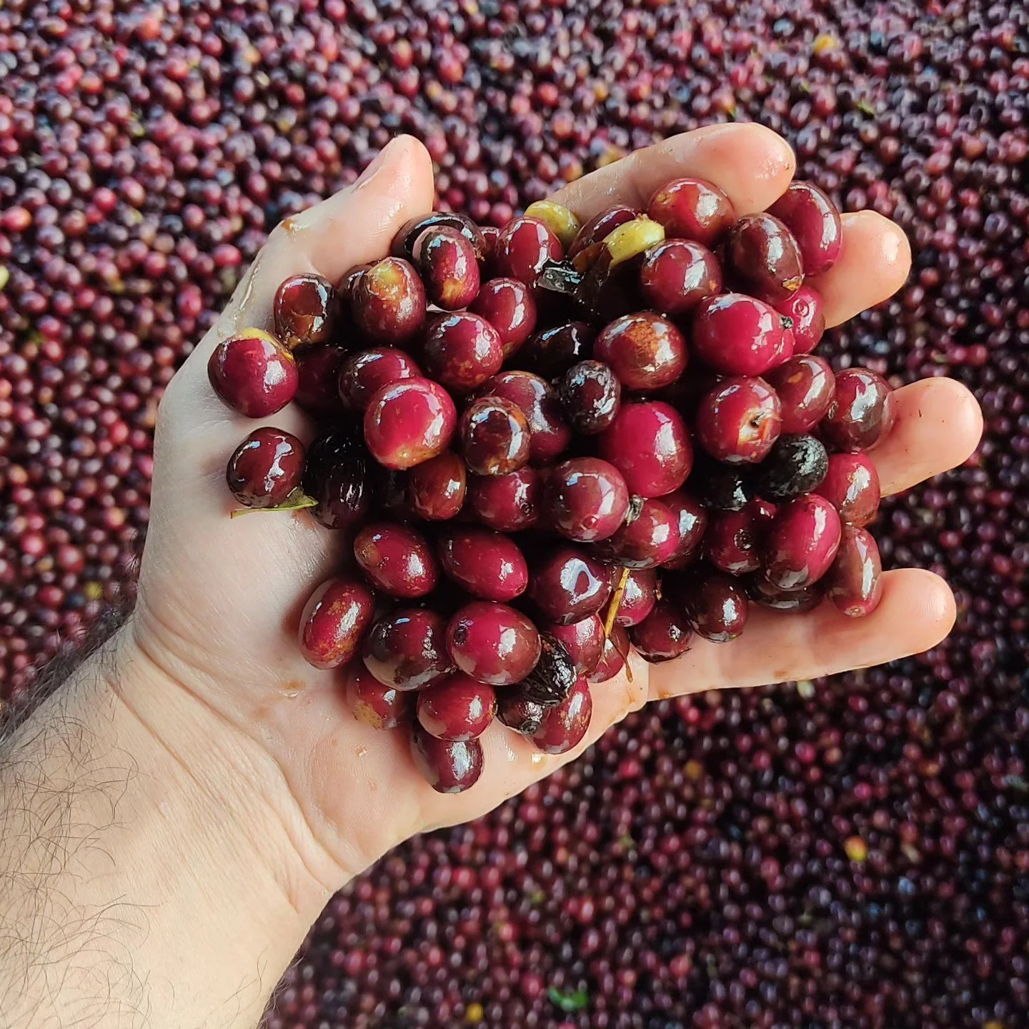 COFFEE CHERRIES IN FARMER HANDS